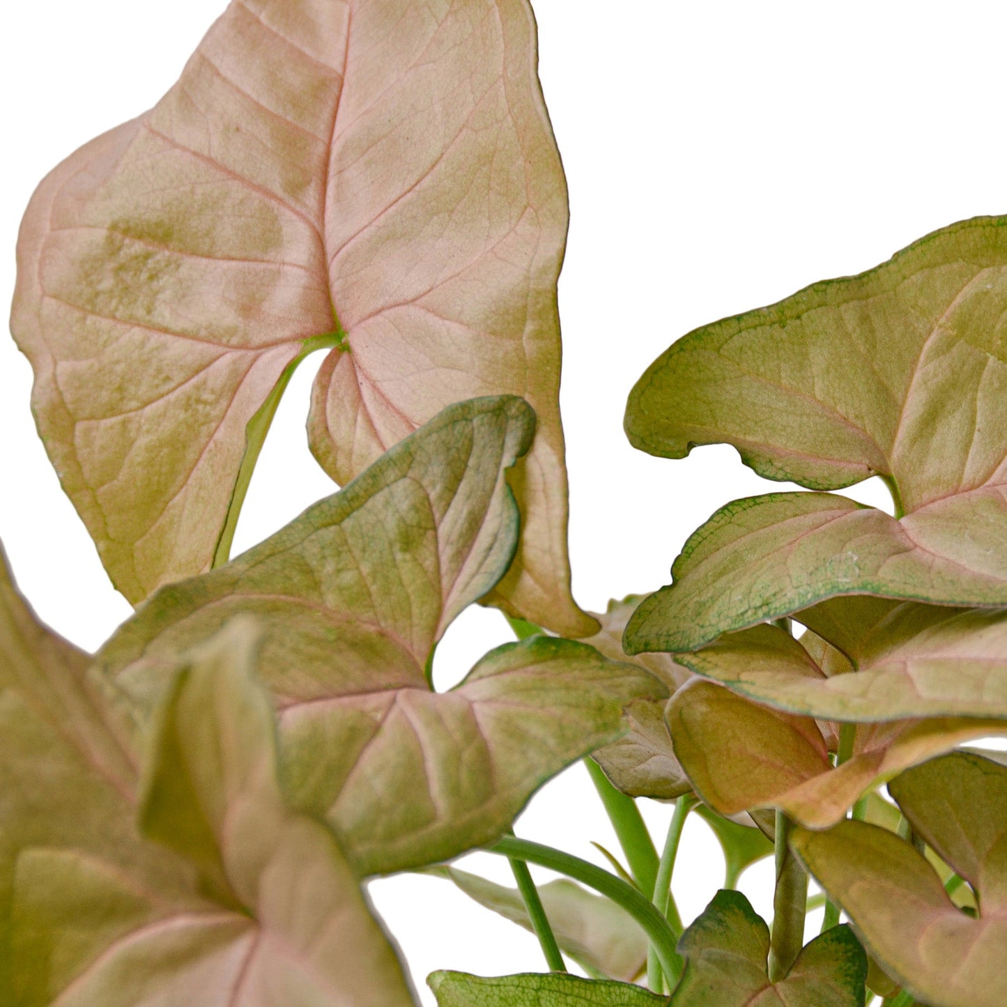 Syngonium Strawberry | Pink Arrowhead Plant