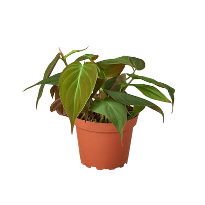 Philodendron Velvet | Micans Velvet Leaf Philodendron