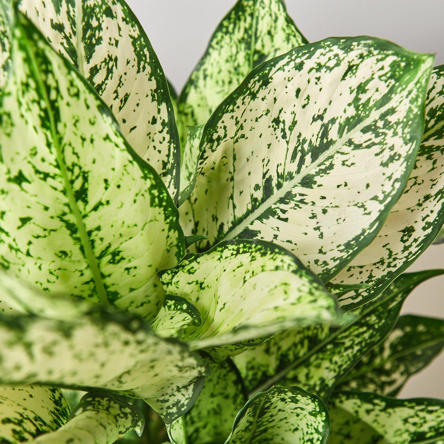 Chinese Evergreen 'First Diamond' - 4" Pot