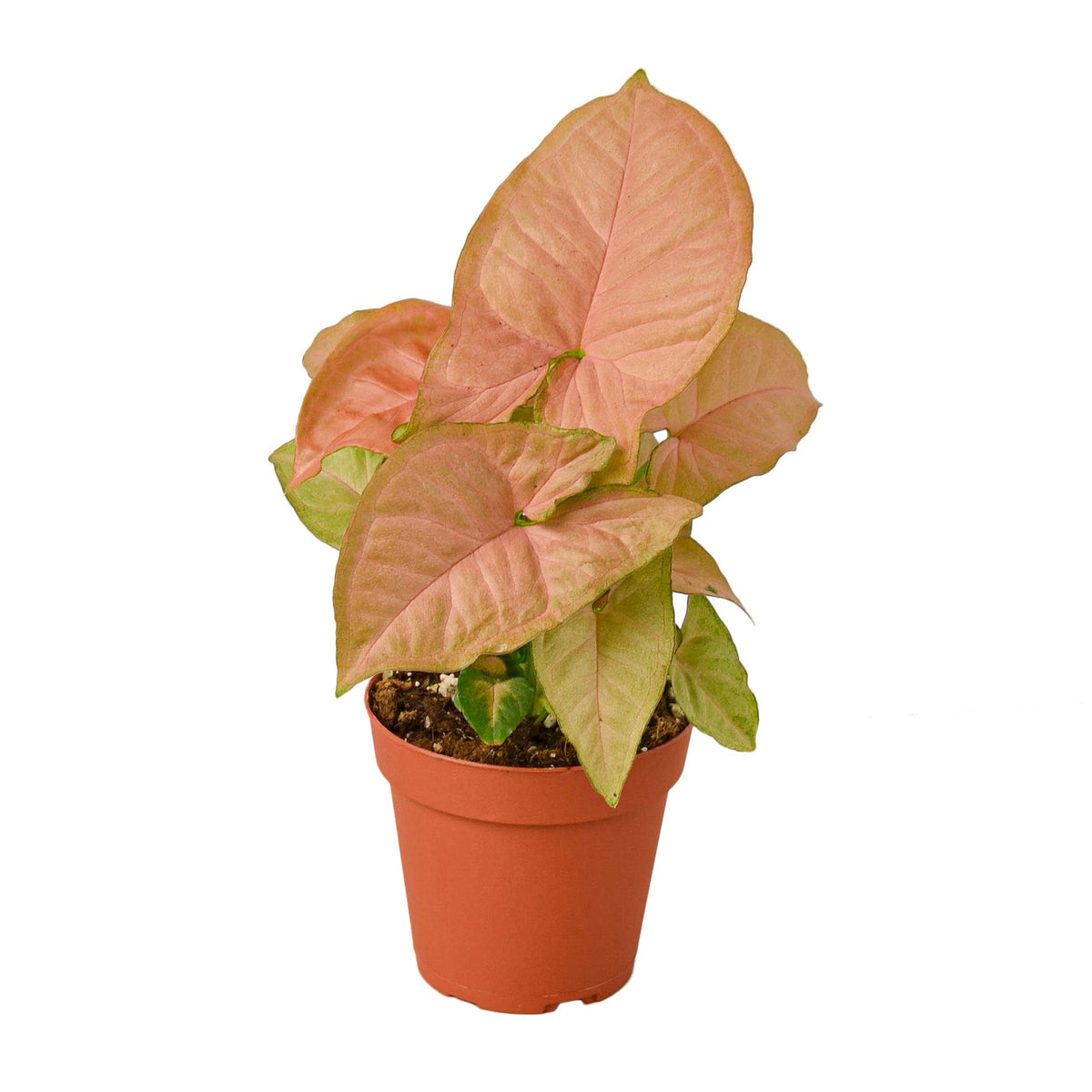 Syngonium Strawberry | Pink Arrowhead Plant