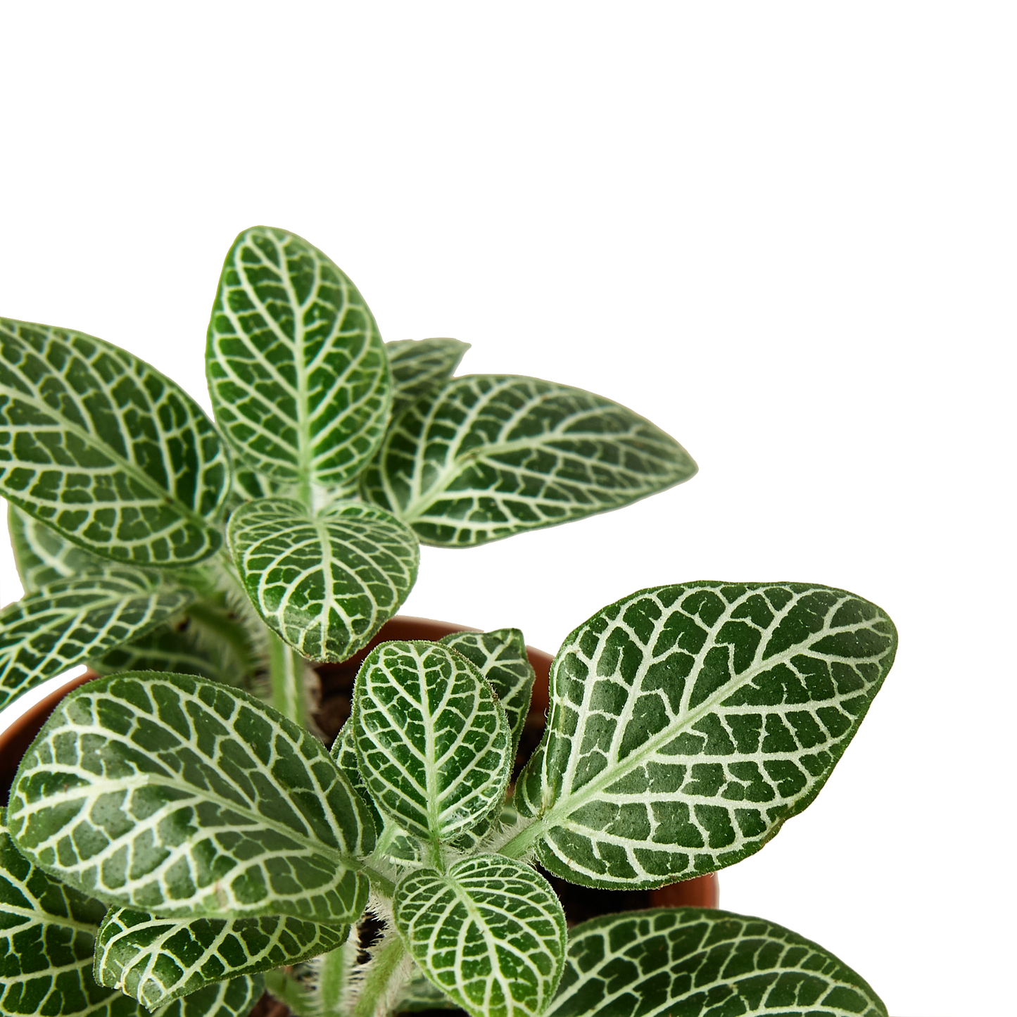 Fittonia 'White Nerve Plant'