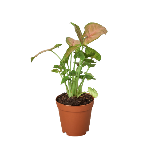 Syngonium Strawberry | Pink Arrowhead Plant