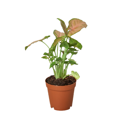 Syngonium Strawberry | Pink Arrowhead Plant