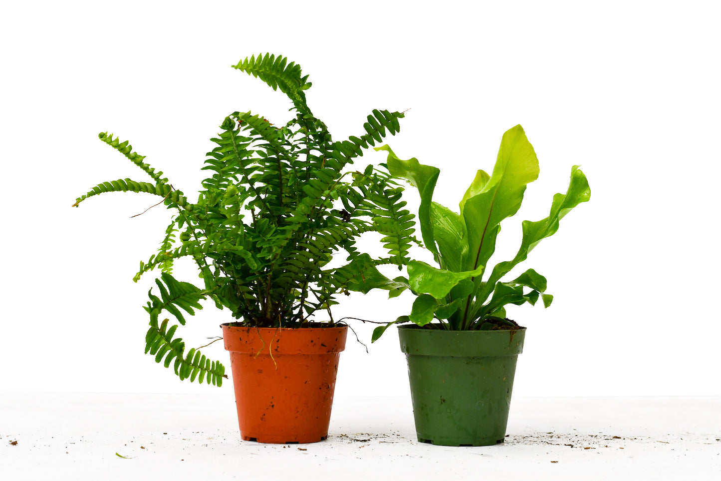 Fern Variety Pack - 4" Pot