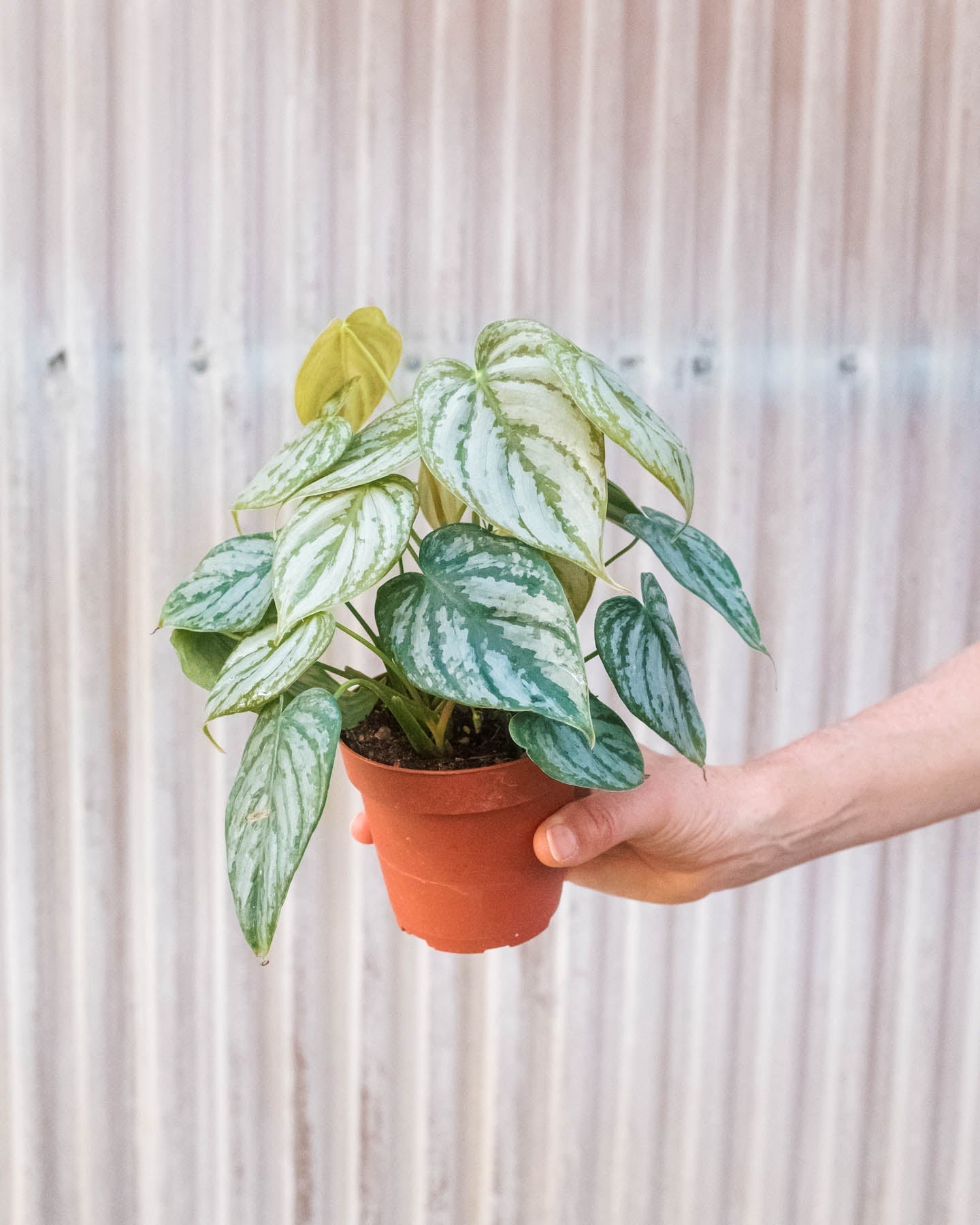 philodendron brandtianum hanging Philodendron 'Brandi' – A Botanical Blessing