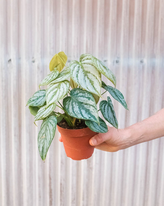 Philodendron 'Brandi'