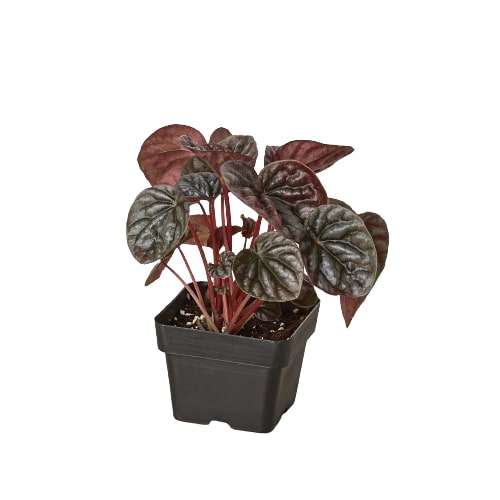 Peperomia 'Ripple Red'