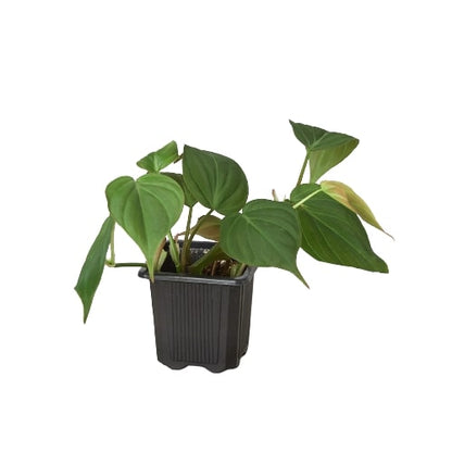 Philodendron Velvet | Micans Velvet Leaf Philodendron