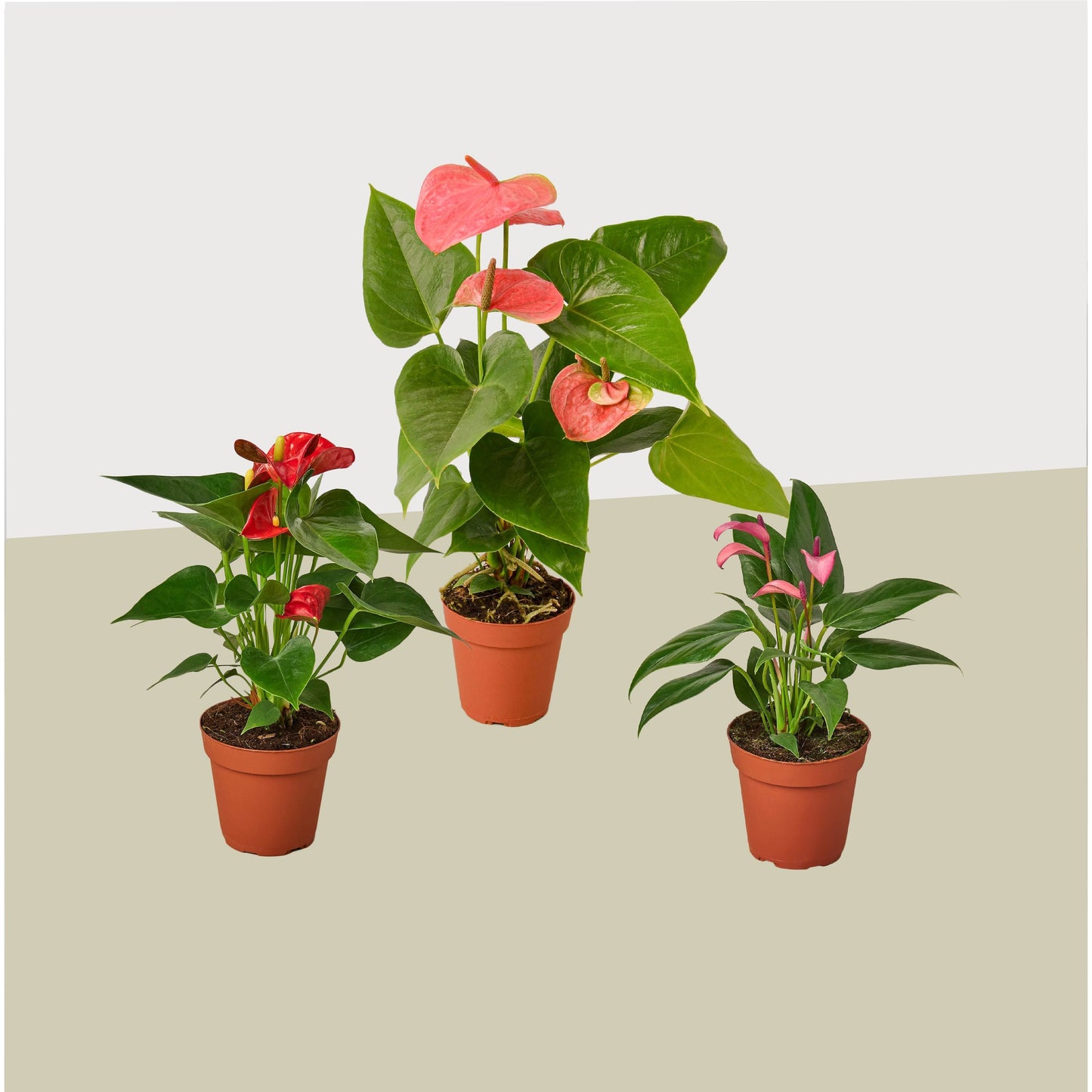 3 Anthurium Variety Pack - 4" Pots