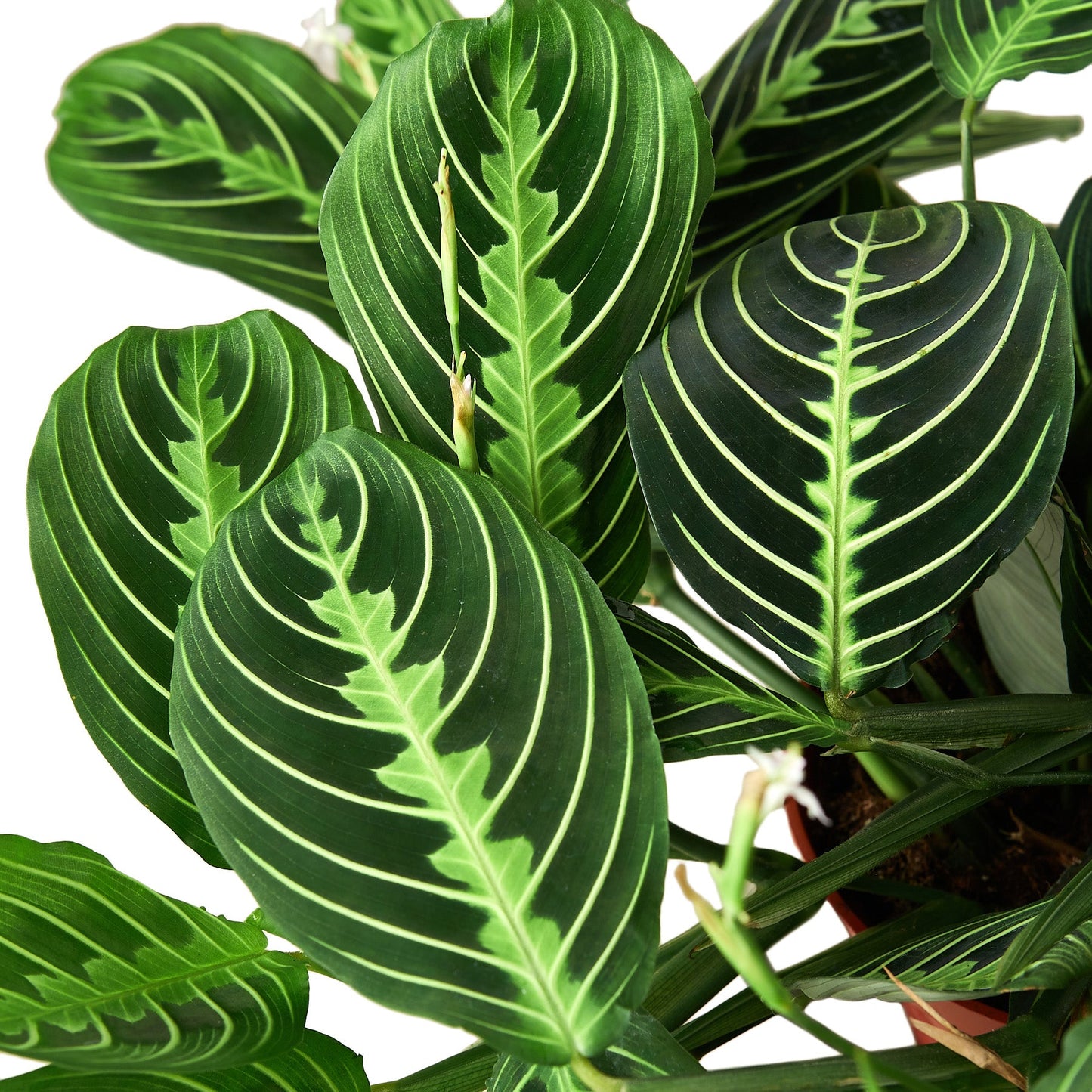 Lemon Lime Maranta | Prayer Plant