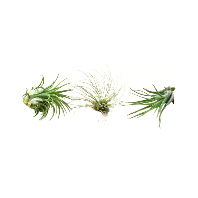 Mystery Air Plant