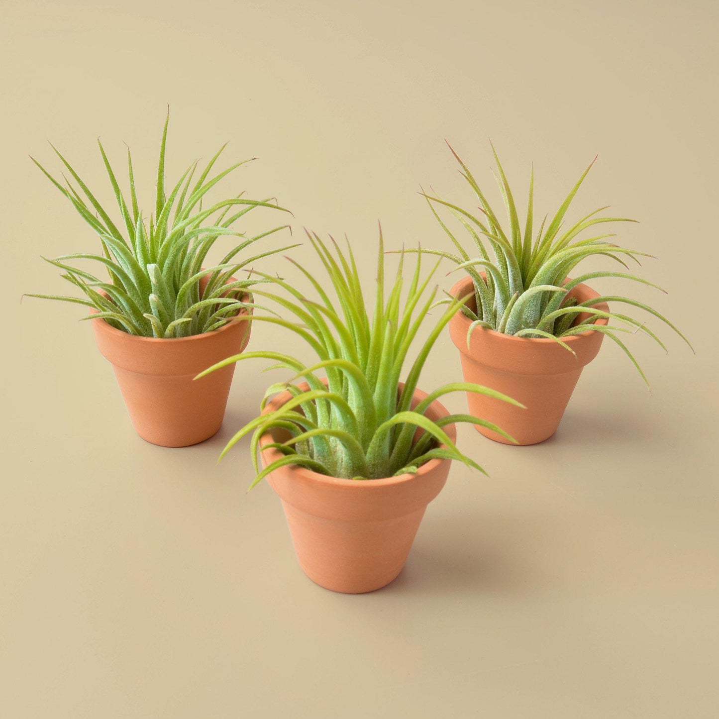 3 Ionantha Air Plants with Mini Terra Cotta Pots - House Plant Shop