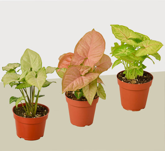 3 Syngonium Plants - 4" Pot