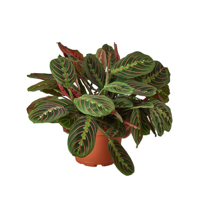 Red Maranta | Red Prayer Plant