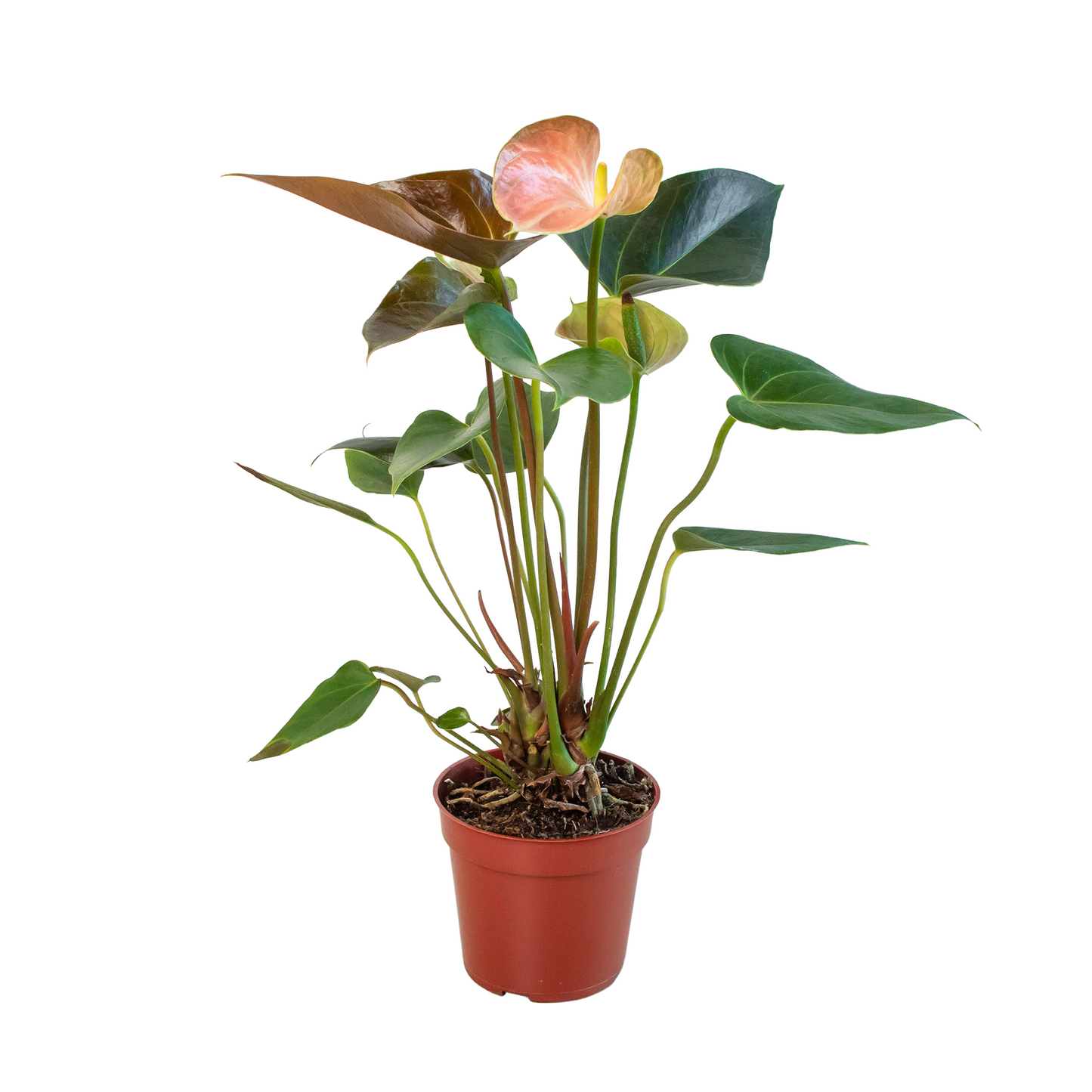 Anthurium Rainbow Champion