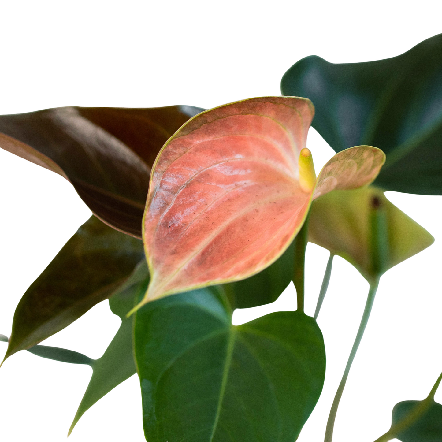 Anthurium Rainbow Champion