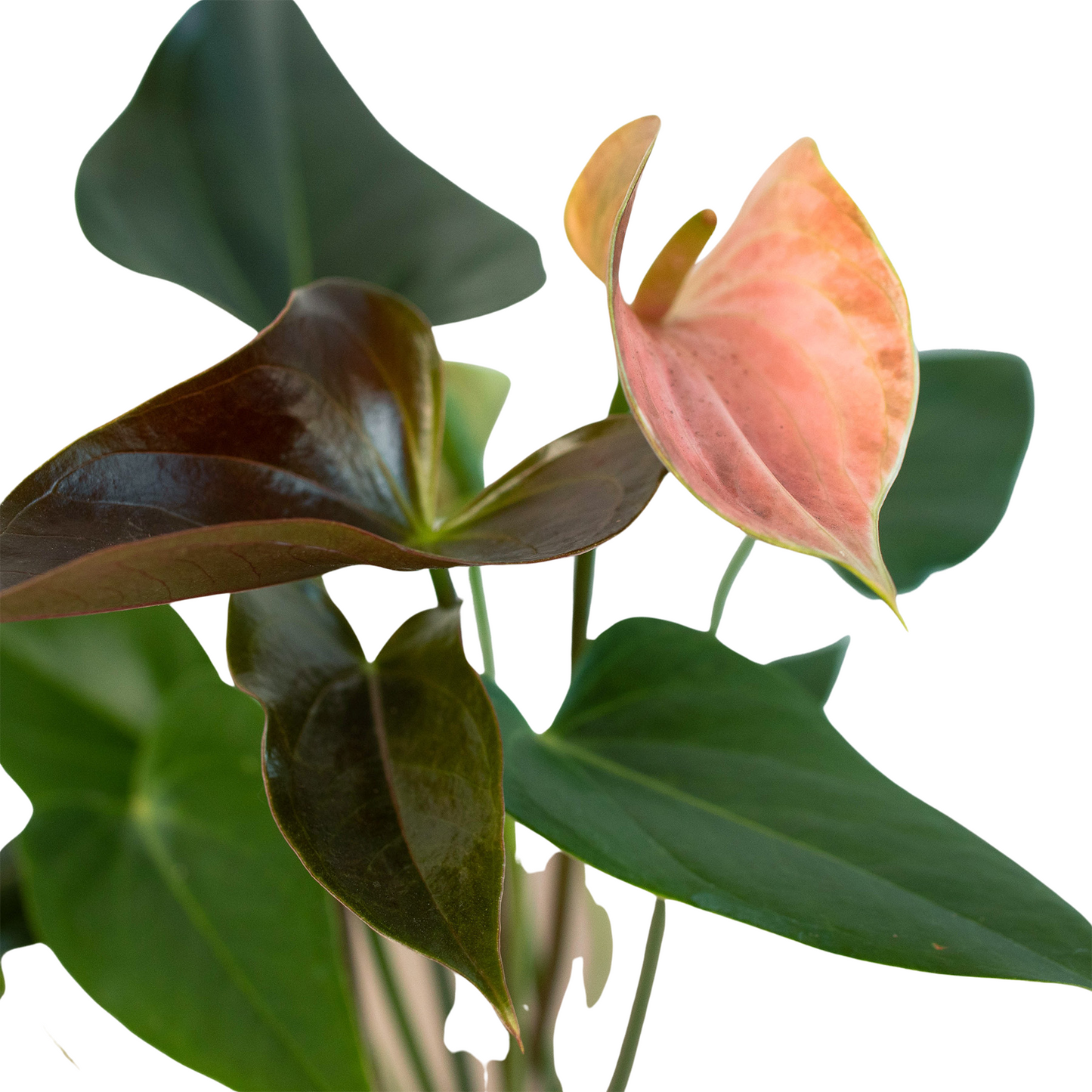 Anthurium Rainbow Champion