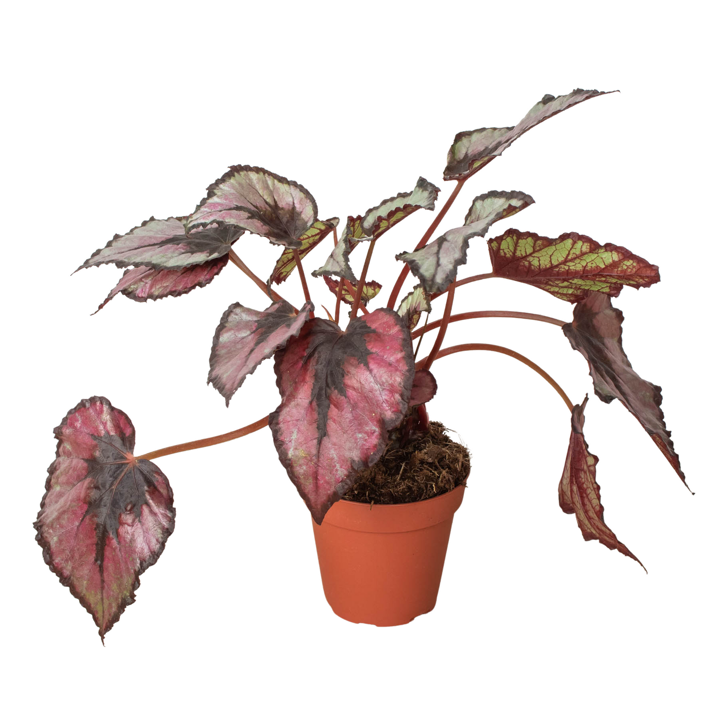 Begonia 'Rex' - 4 Pack Variety