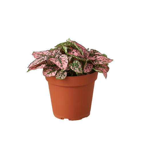 Polka Dot Plant