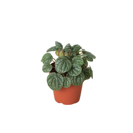 Peperomia 'Burbella' - 4" Pot