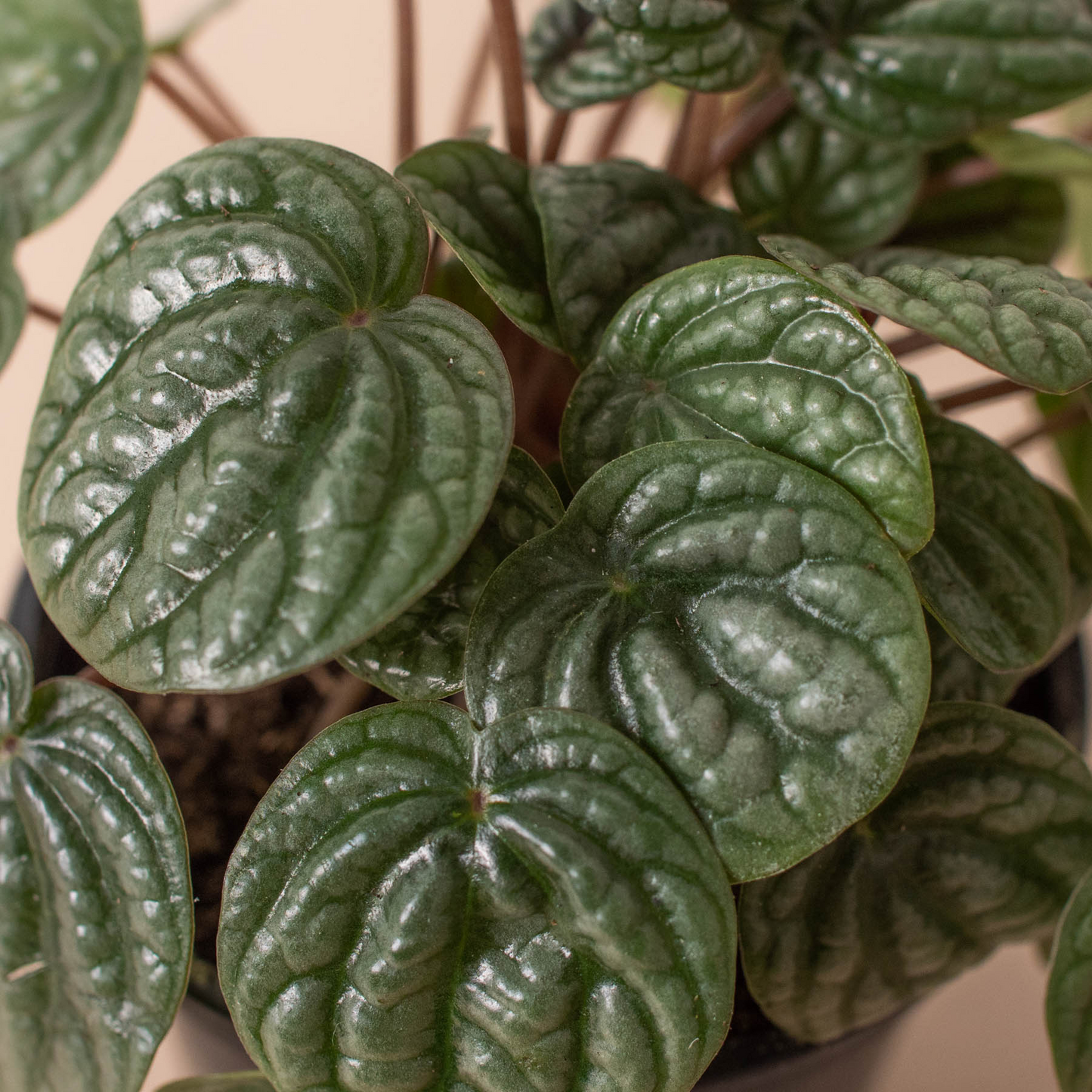 Peperomia 'Burbella' - 4" Pot