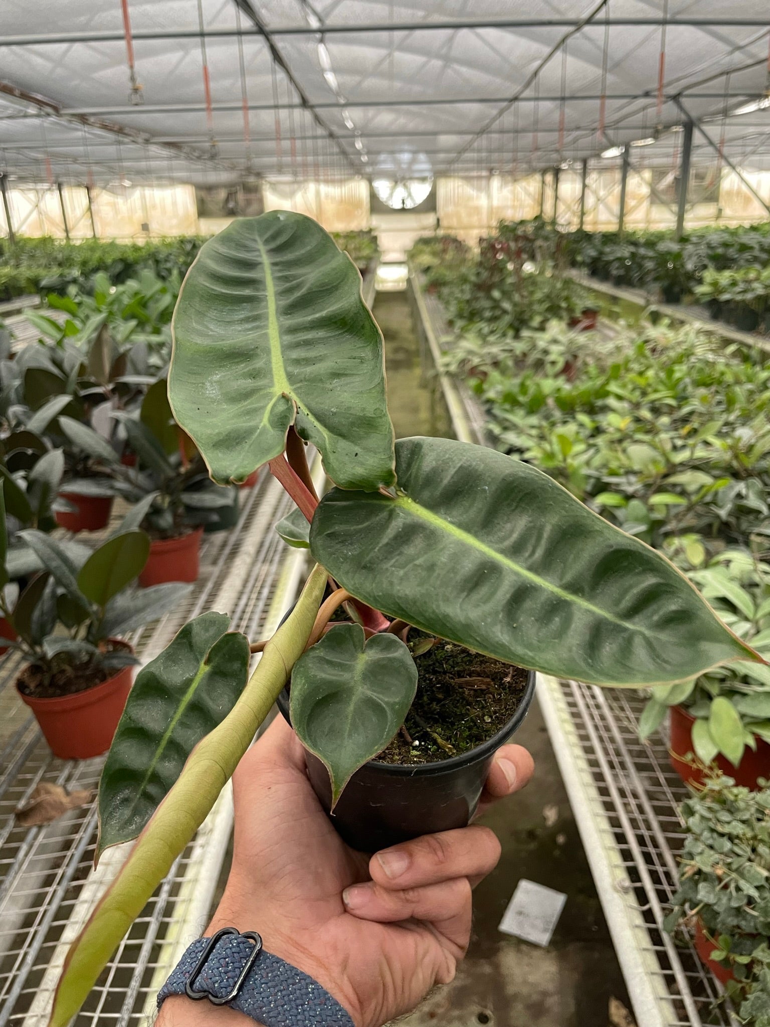 philodendron billy Philodendron 'Billietiae' – A Botanical Blessing