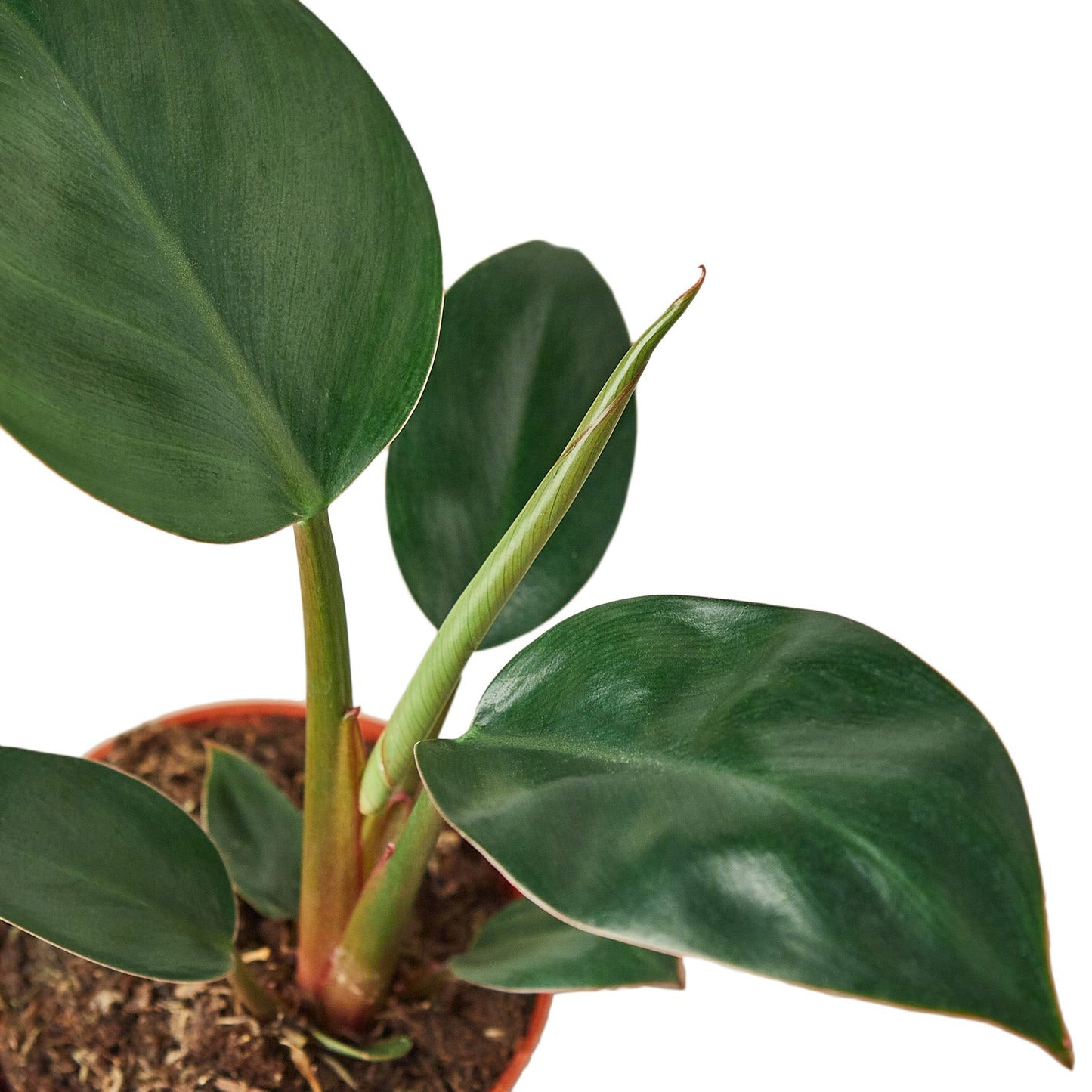 Philodendron 'Congo Rojo'