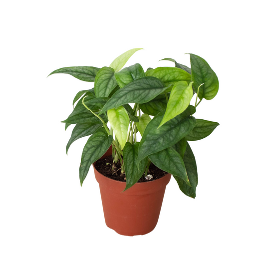 Calathea roseopicta 'Silvia'