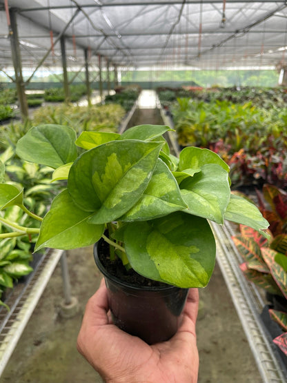 Global Green Pothos | Variegated Epipremnum Aureum