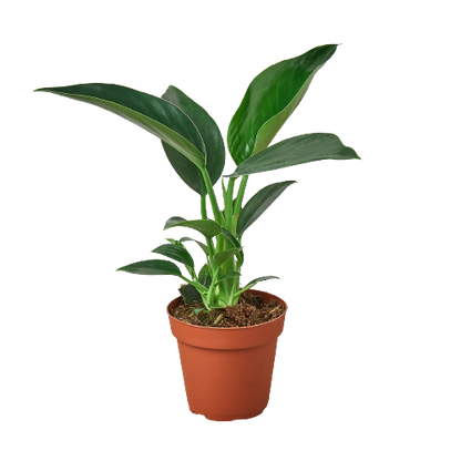 Philodendron 'Congo Green'