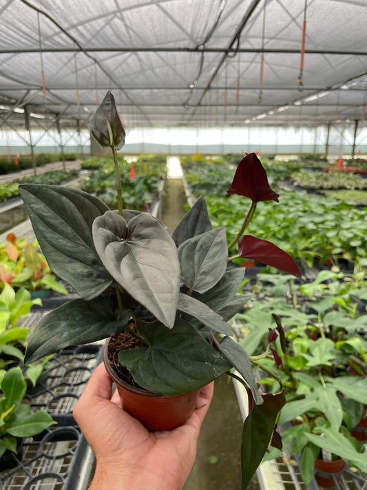 Syngonium 'Red Arrow'