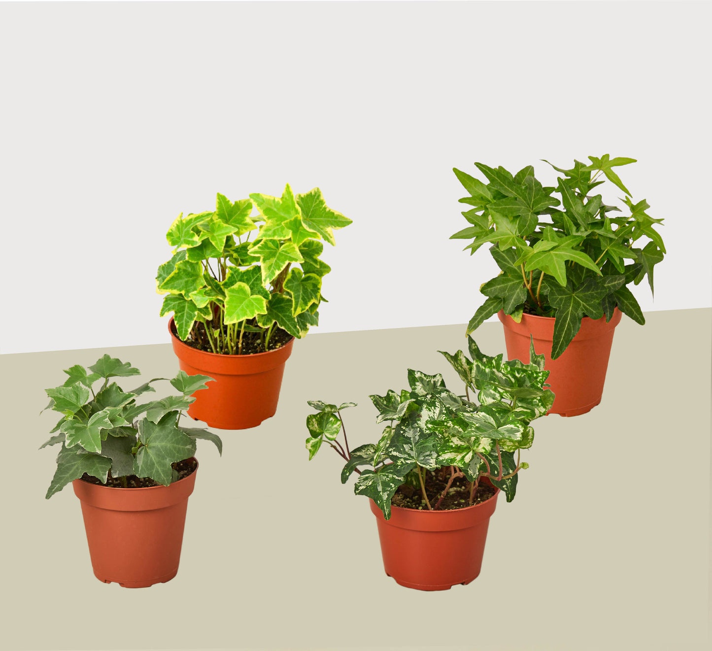 4 Different English Ivy Plants - 4" Pots