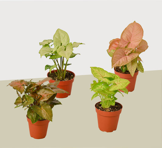 4 Different Syngonium Plants - Arrowhead Plants / 4" Pot