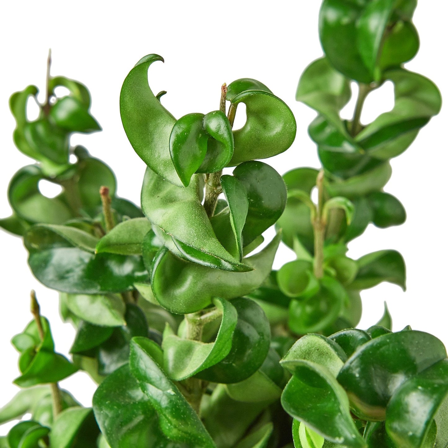 Hoya Rope | Hindu Rope Plant