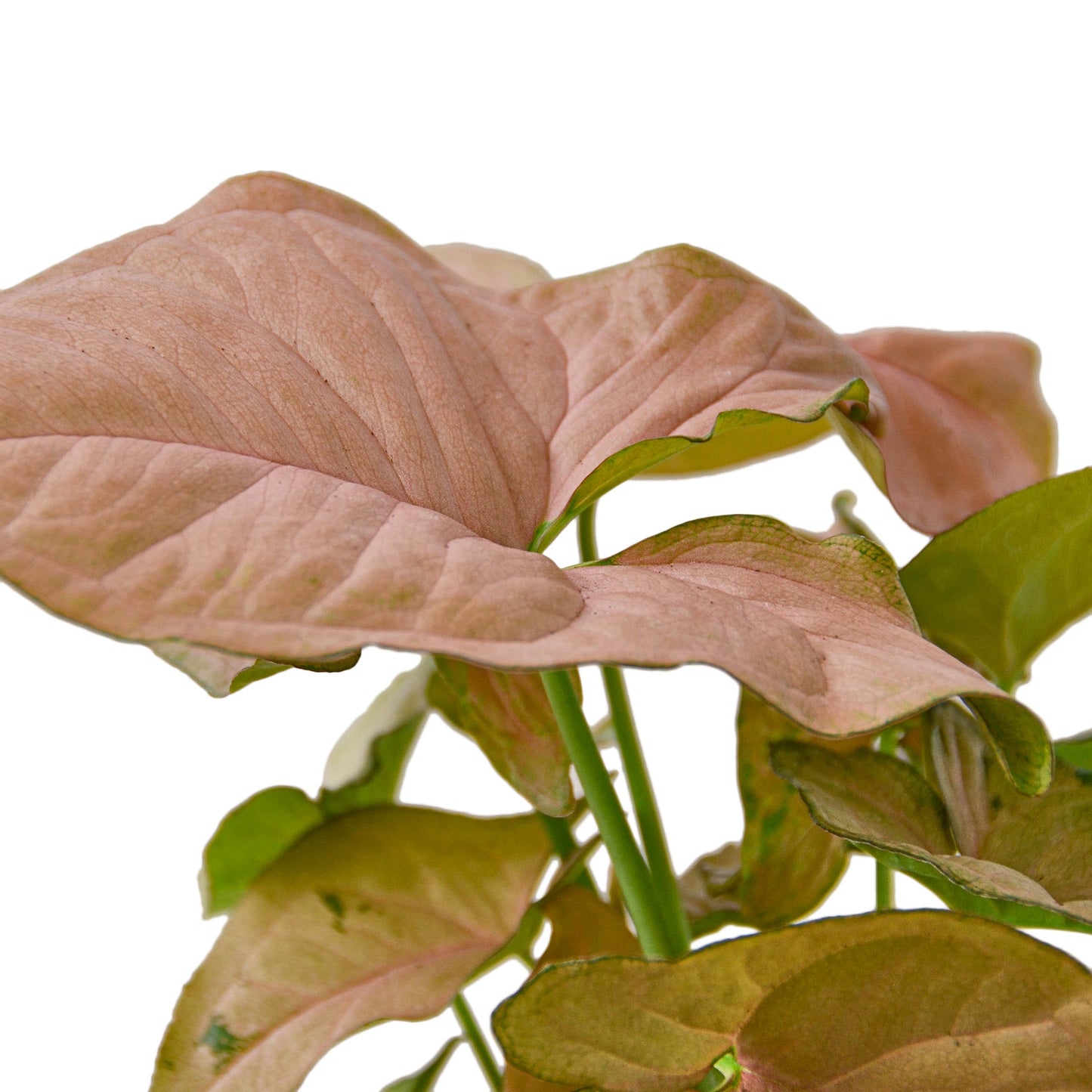 Syngonium Strawberry | Pink Arrowhead Plant