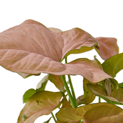 Syngonium Strawberry | Pink Arrowhead Plant