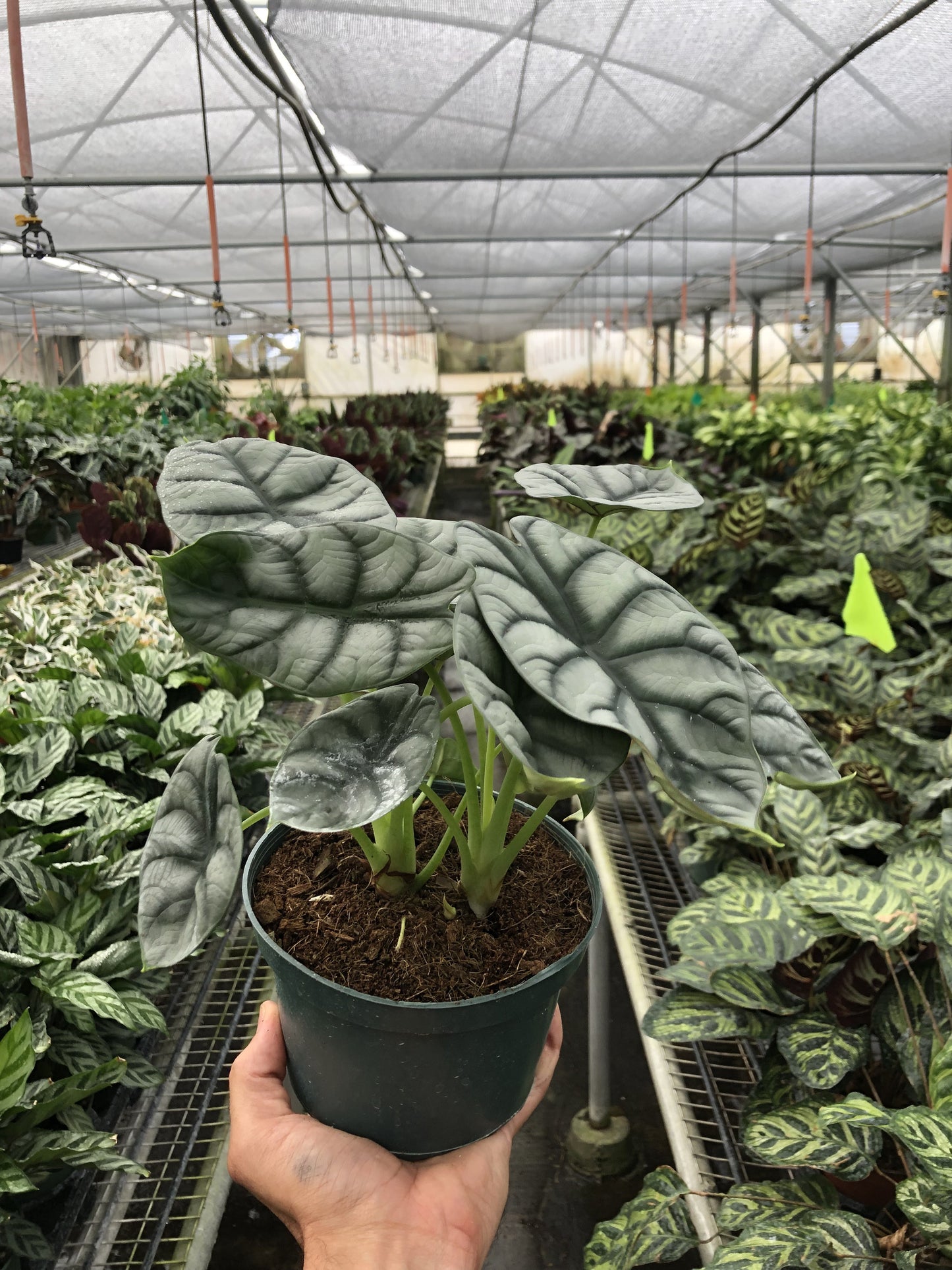 Alocasia Silver Dragon