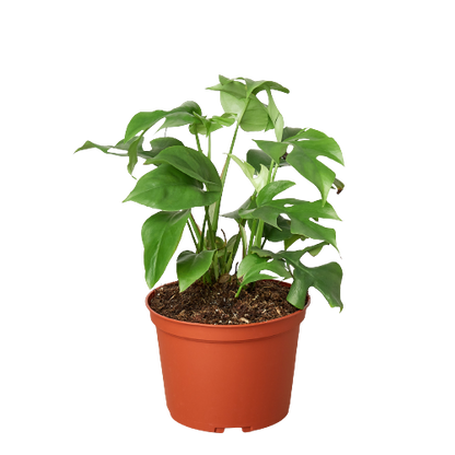 Philodendron Mini Monstera Minima