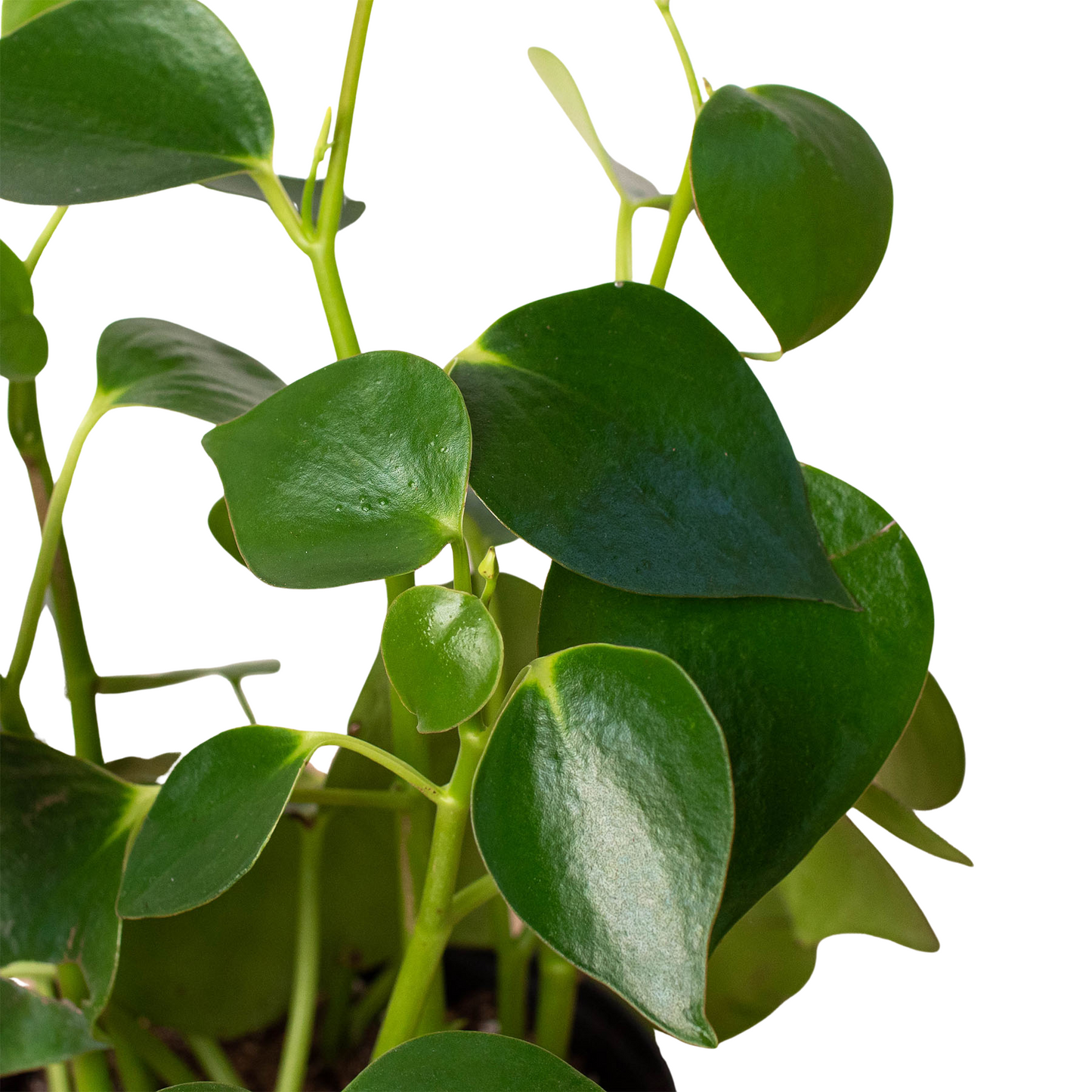 Peperomia 'Raindrop' 6" Pot