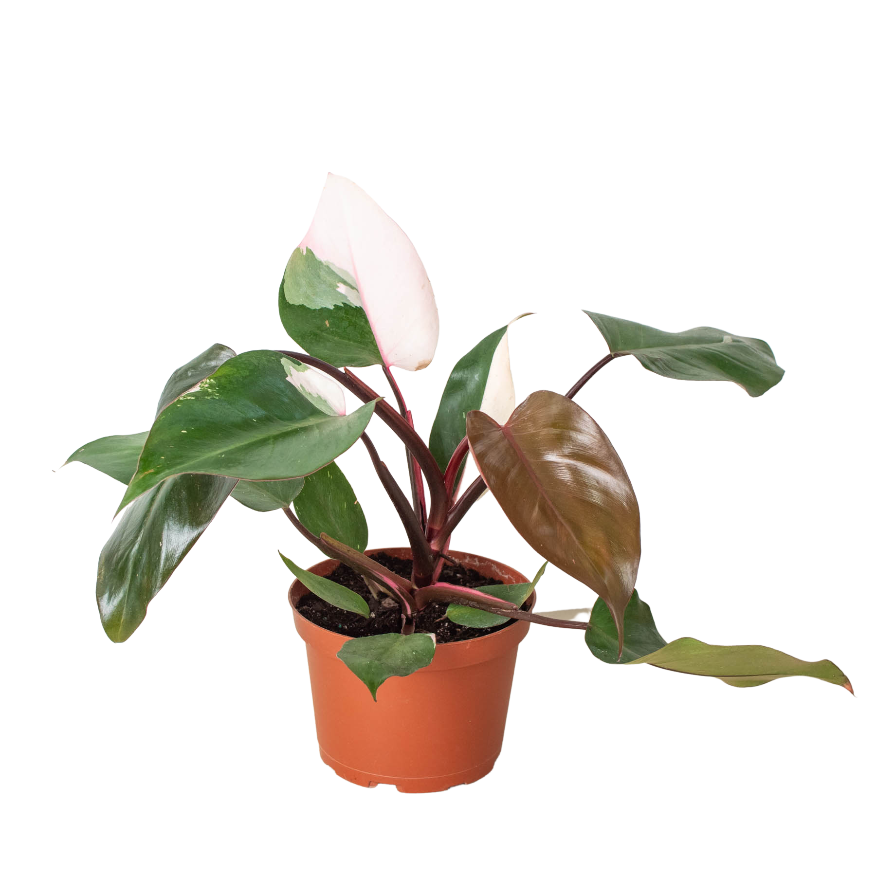 Philodendron 'Pink Princess' – A Botanical Blessing