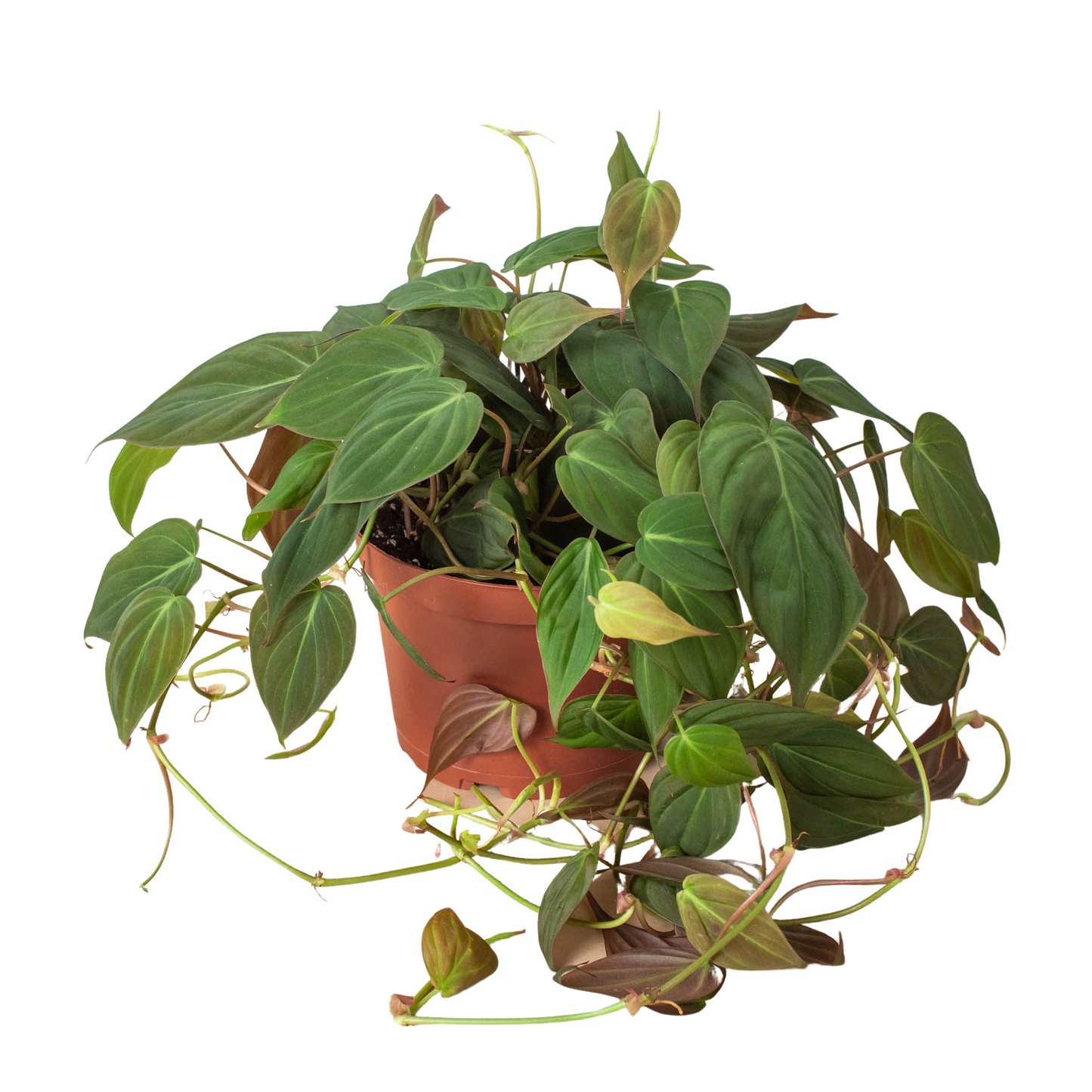 Philodendron Velvet | Micans Velvet Leaf Philodendron