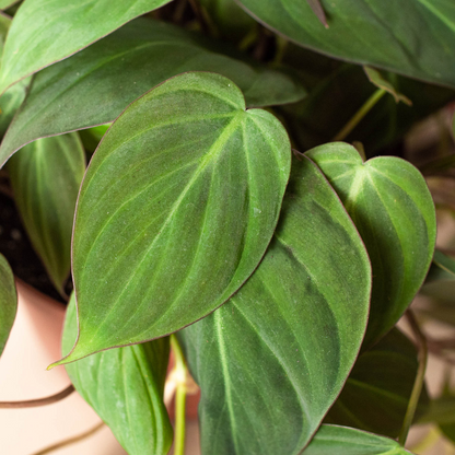 Philodendron Velvet | Micans Velvet Leaf Philodendron