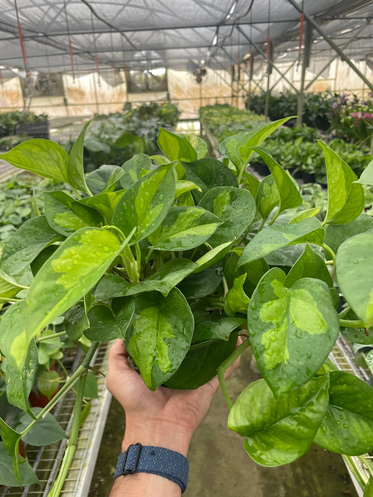 Global Green Pothos | Variegated Epipremnum Aureum