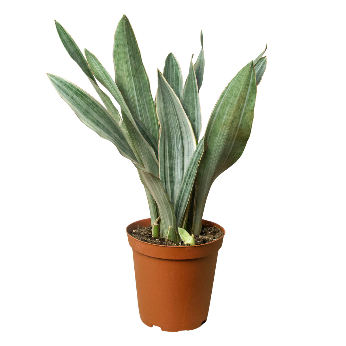 Snake Plant Sayuri | Silver Sansevieria