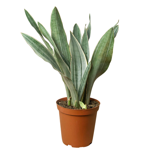 Snake Plant 'Sayuri'