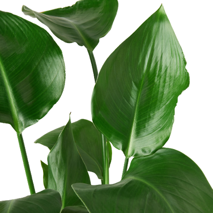 White Bird of Paradise 'Strelitzia Nicolai'