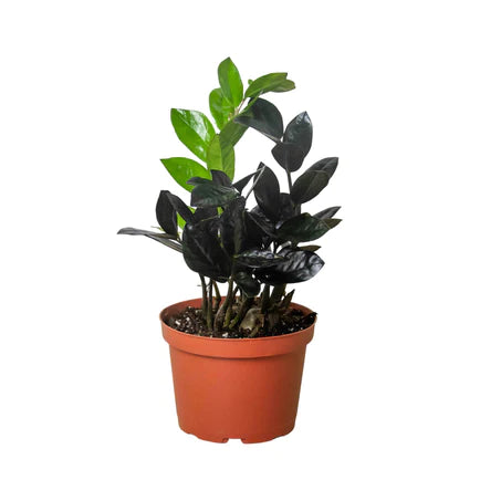 ZZ Plant 'Black Raven'