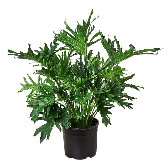 Philodendron ‘Lickety Split' 8" Pot