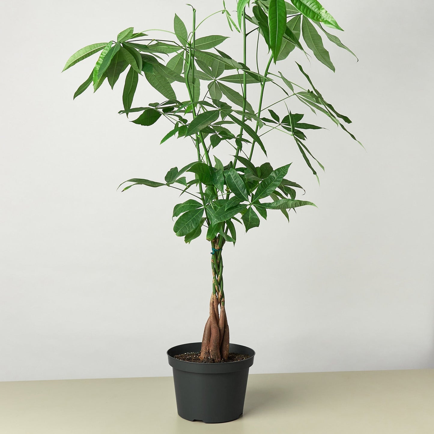 Pachira braided money clearance tree