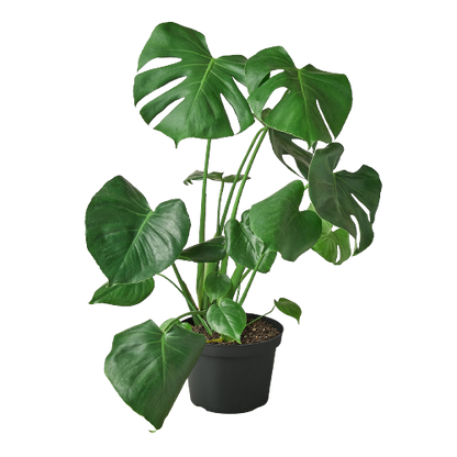 Monstera Deliciosa